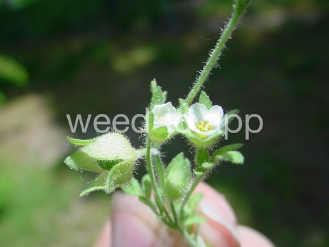 polemonium, annual